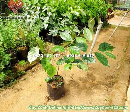Cây Nhót Giống (Cao 40cm – Ms:15041 )