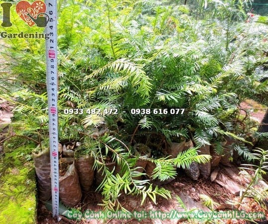 Cây Thông Đỏ Bụi Giống (Cao 30cm – Ms: 15073)