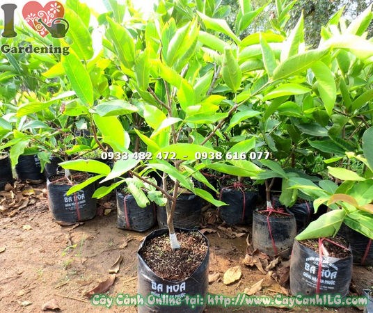 Cây Mận Ấn Độ Giống (Cao 60cm – Ms: 18066)