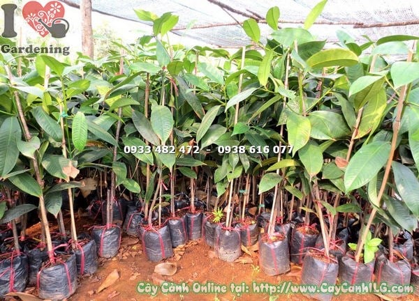 Cây Măng Cụt Giống (Cao 1m – Ms: 18095 )