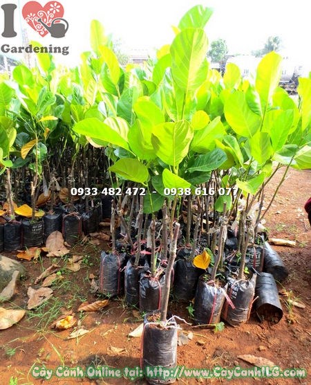Cây Mít Lá Bàng Giống (Cao 70cm – Ms: 18096 )