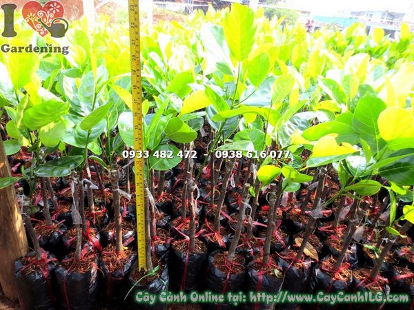 Cây Mít Siêu Sớm Giống (Cao 50cm – Ms: 18097 )