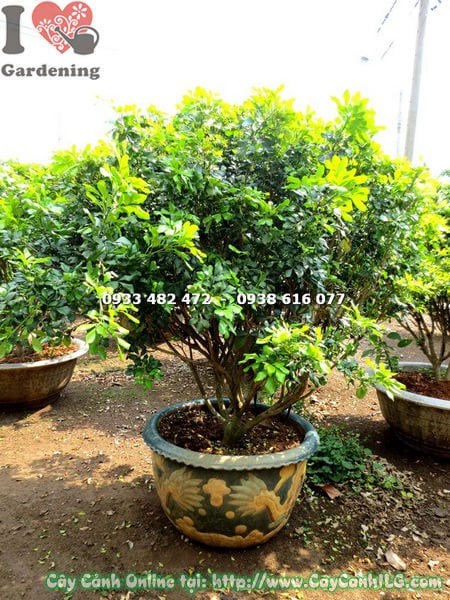 Cây Ngâu Cắt Tròn (Cao 1m – Ms: 18098 )