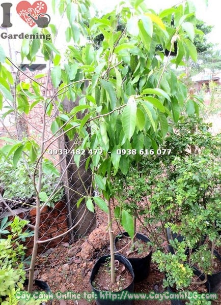 Cây Ngọc Lan (Cao 1m3 – Ms: 18170 )