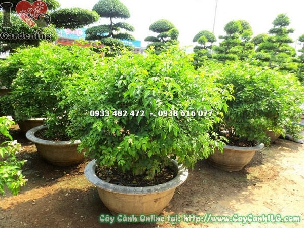 Cây Nguyệt Quế Cắt Tròn (Cao 70cm – Ms: 18171 )