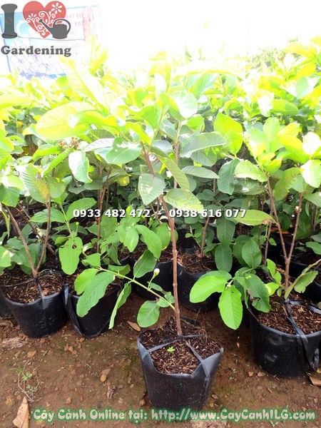 Cây Ổi Đài Loan Giống (Cao 50cm – Ms: 18172)