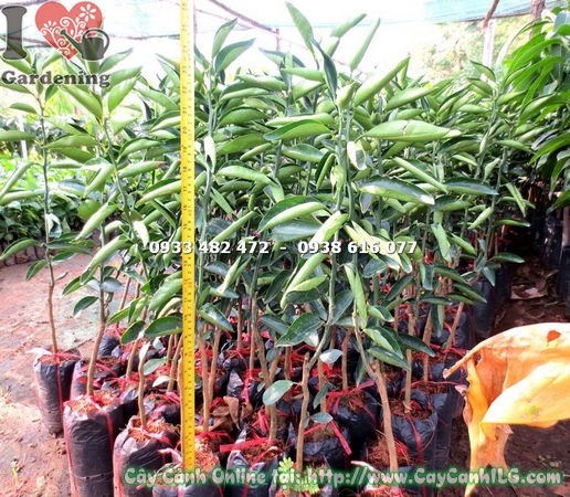 Cây Quýt Đường Giống (Cao 60cm – Ms: 18173)