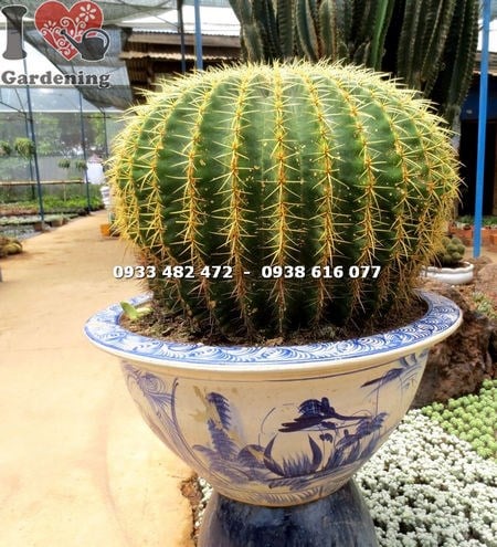 Cây Xương Rồng Kim Hổ Lớn Nhất (Ms: 14045)