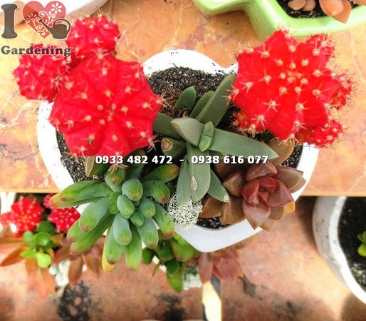 Chậu Xương Rồng Trái Tim Đôi (Ms: 14077 )