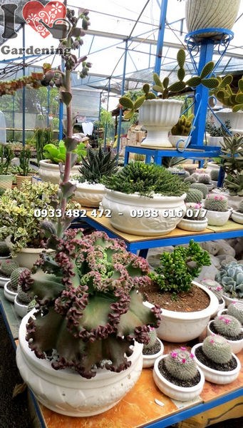 Cây Sen Đá Xà Lách Lớn Nhất (Ms:14078)