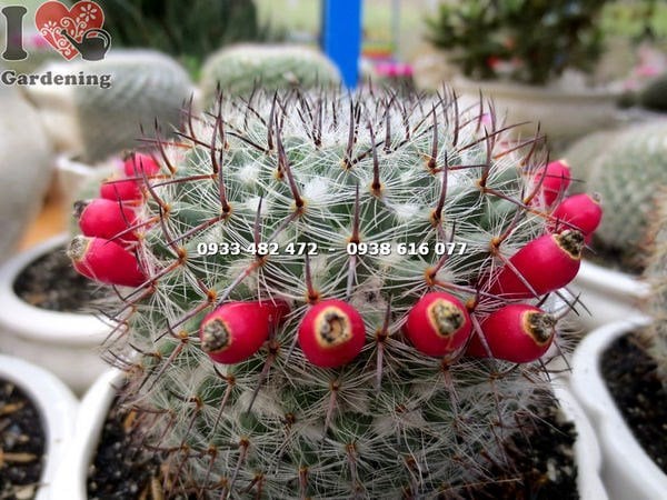 Cây Xương Rồng Bánh Sinh Nhật Có Trái (Ms: 14105)