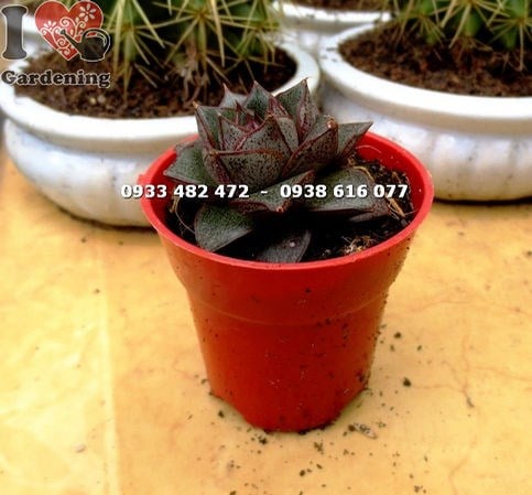 Cây Sen Đá Bông Hồng Nhỏ (Ms: 14107 )