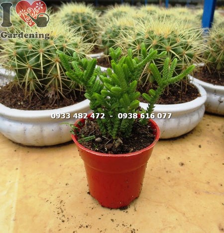 Cây Xương Rồng Trúc Xanh Nhỏ (Ms: 14127 )