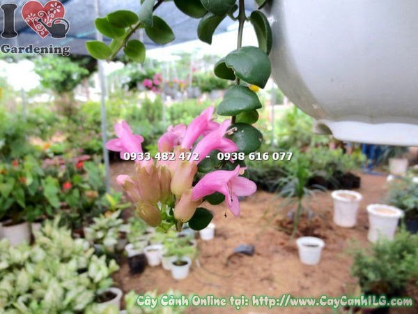 Cây Son Môi Hoa Hồng Giống Mới (Cao 20cm – Ms: 18210)