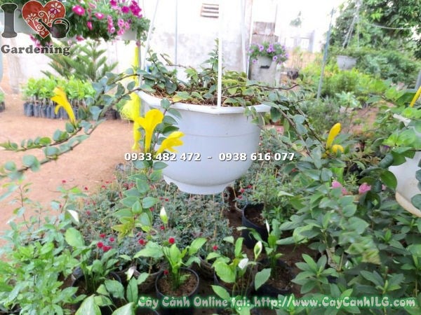 Cây Son Môi Hoa Vàng Giống Mới (Cao 20cm – Ms: 18211 )