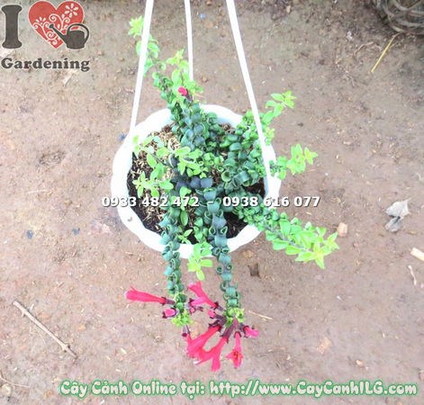 Cây Son Môi Phụng Giống Mới (Cao 20cm – Ms: 18212 )