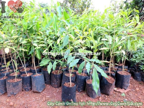 Cây Trầm Hương Giống (Cao 50cm – Ms: 18242)