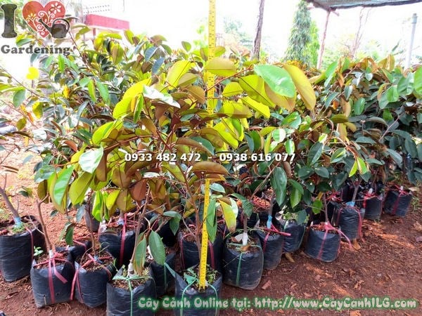 Cây Vú Sữa Lò Rèn Giống (Cao 70cm – Ms: 18262 )
