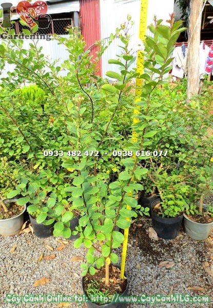 Cây Tường Vi Hoa Trắng (Cao 80cm – Ms: 18261)