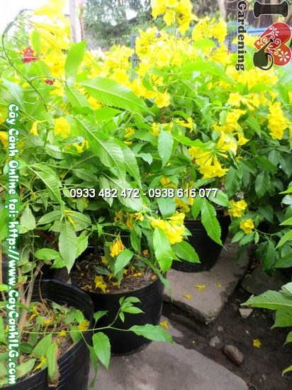 Cây Huỳnh Liên (Cao: 80cm – Ms:12688)
