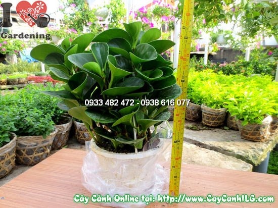Cây Sống Đời (Cao 30cm – Ms: 12684)