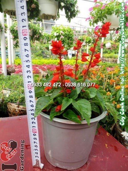 Cây Sô Đỏ (Cao: 15cm – Ms:12696)