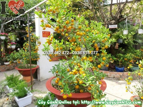 Cây Quất (Cao: 1.5m – Ms:12711)