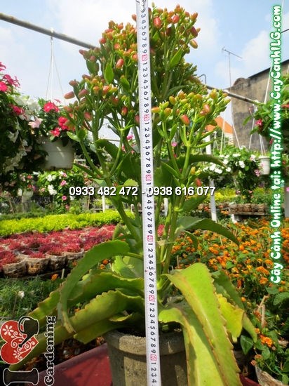Cây Trường Sinh (Cao: 50cm – Ms: 12709)