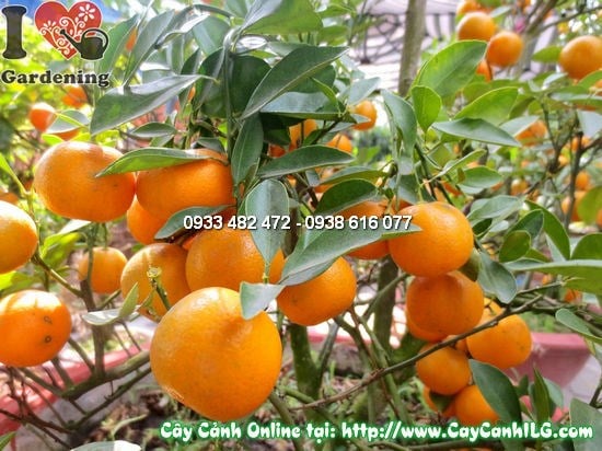Cây Quất Hà Nội (Cao: 50cm – Ms: 12725)