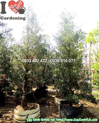 Cây La Hán Tùng Tháp, gốc lớn, hoành 50cm (Cao 4-5m – Ms: 12732)