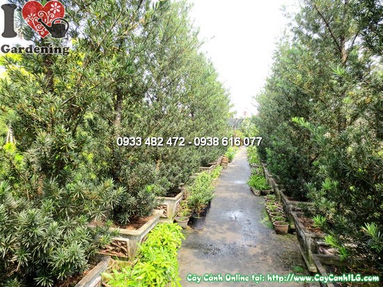 Cây La Hán Tùng Tháp Gốc Lớn (Cao 4m – Ms:12739)