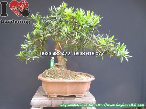 Cây La Hán Tùng Bonsai Đẹp (Cao 50cm, hoành 20cm – Ms:12750)