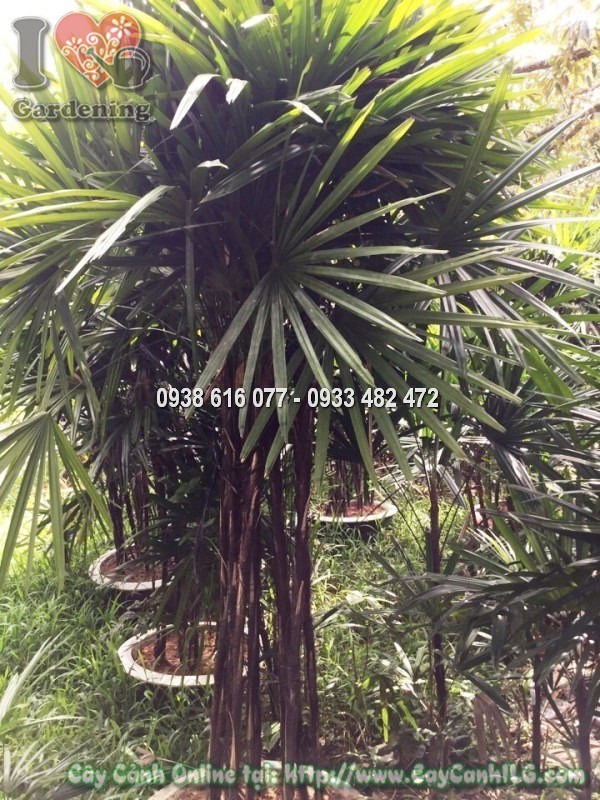 Cây Trúc Mây (Cao 2m – Ms: 12780)