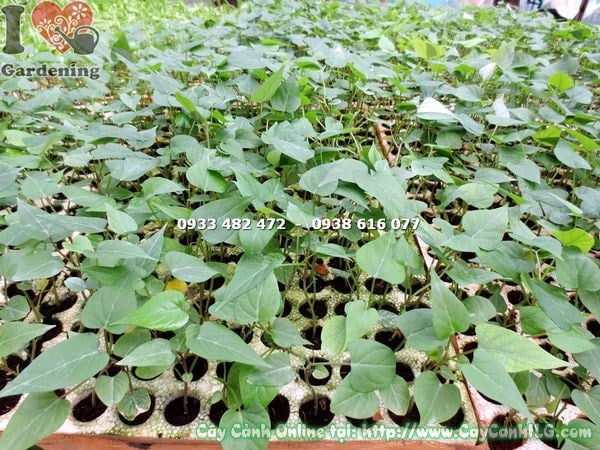 Cây Hồng Môn Giống (Ms:16004 )