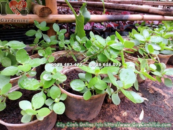 Cây Sống Đời Giống (Ms: 15982)