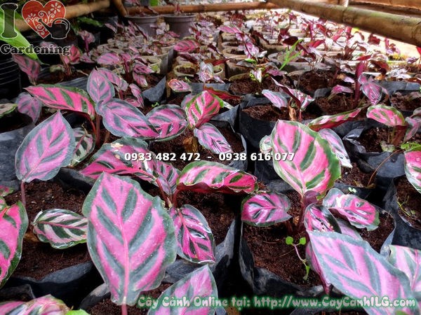 Cây Vạn Lộc Giống (Ms: 15981 )