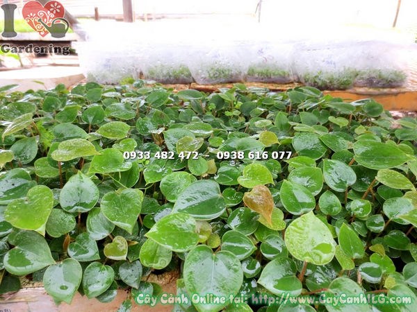 Cây Tiểu Hồng Môn Giống (Ms: 15494)