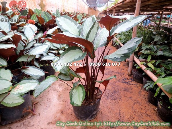 Cây Đuôi Công Lá Trắng Lớn Giống Mới (Cao 50cm – Ms: 14860)