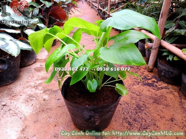 Cây Môn Cảnh Lá Xanh Loại Mới (Cao 30cm – ms:16060 )