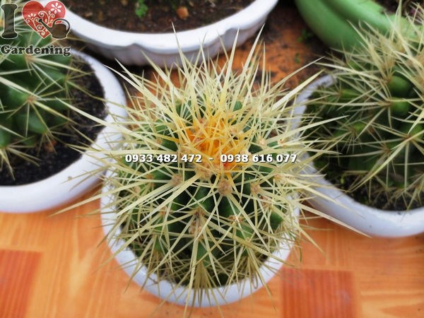 Cây Xương Rồng Kim Hổ Trung (Cao 7cm – Ms: 13919)