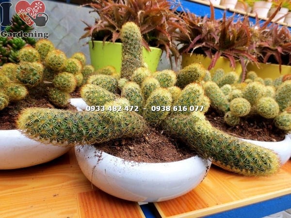 Cây Xương Rồng Thạch Trụ Thiên Trung (Ms: 13956)