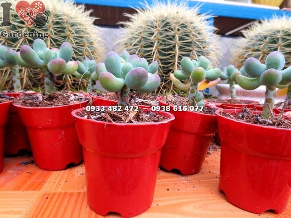 Cây Sen Đá Thạch Ngọc (Giống Mới) Nhỏ (Ms: 13957)