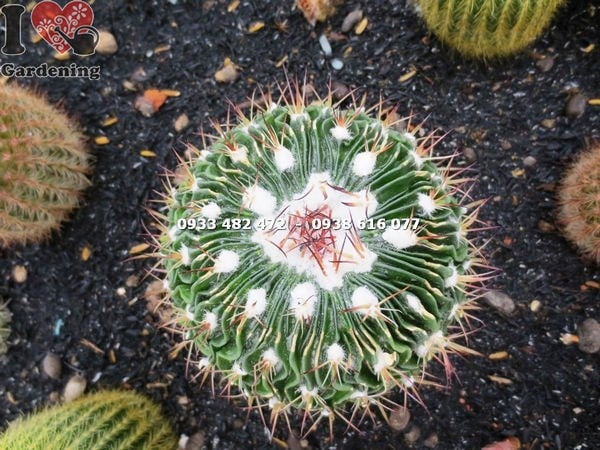 Cây Xương Rồng Trúc Ngọc Trung (Ms: 13972 )