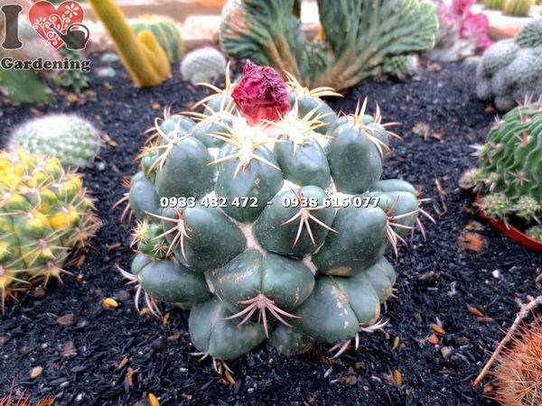 Cây Xương Rồng Nha Tượng Lớn (Ms: 13984 )