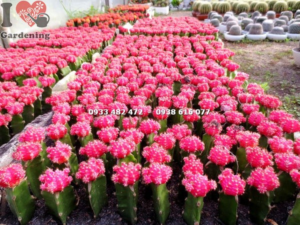 Cây Xương Rồng Hồng Ngọc Đỏ Nhỏ (Ms: 13985)