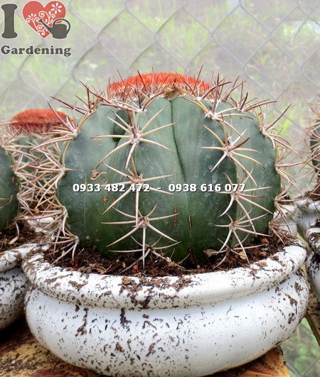Cây Xương Rồng Mê Lô Lớn ( Ms: 14000 )