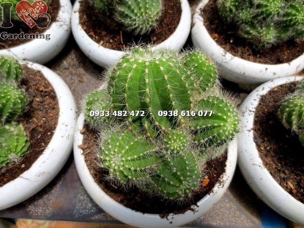 Cây Xương Rồng Khế Bụi Trung (Ms: 14021 )