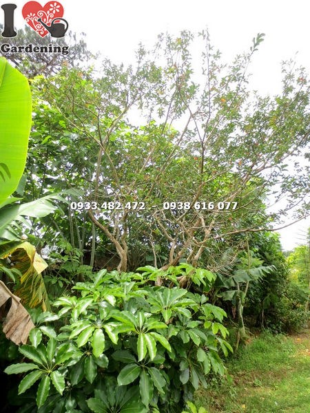 Cây Hoa Tường Vi Gốc Lớn (Cao 3m – Ms: 17163)
