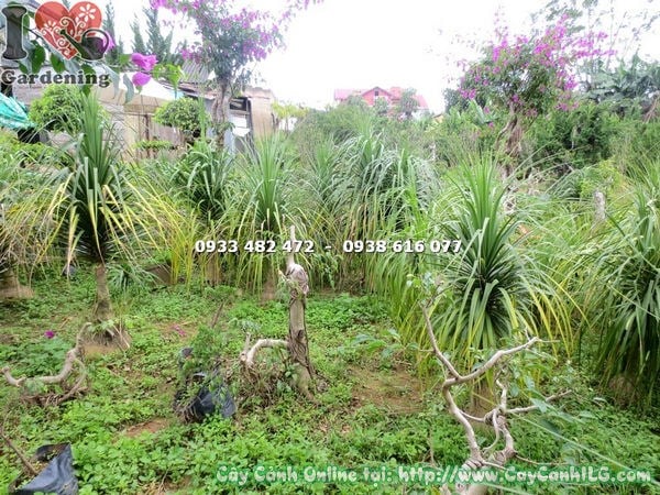 Cây Lan Bình rượu (Cao 1m2 – Ms: 17164)