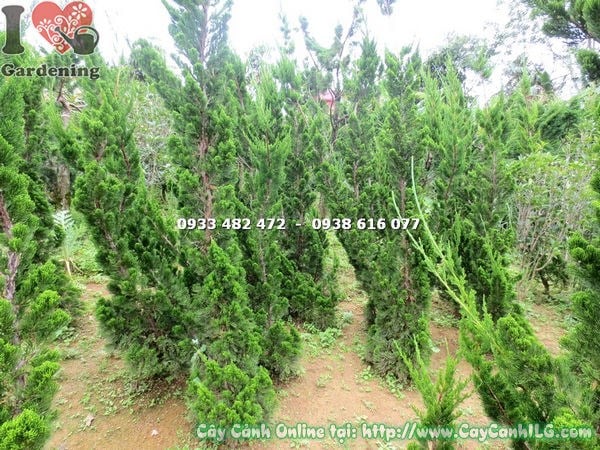Cây Duyên Tùng (Cao 2m – Ms: 17195)